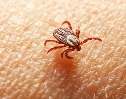 homeopathic treament for ticks in pune