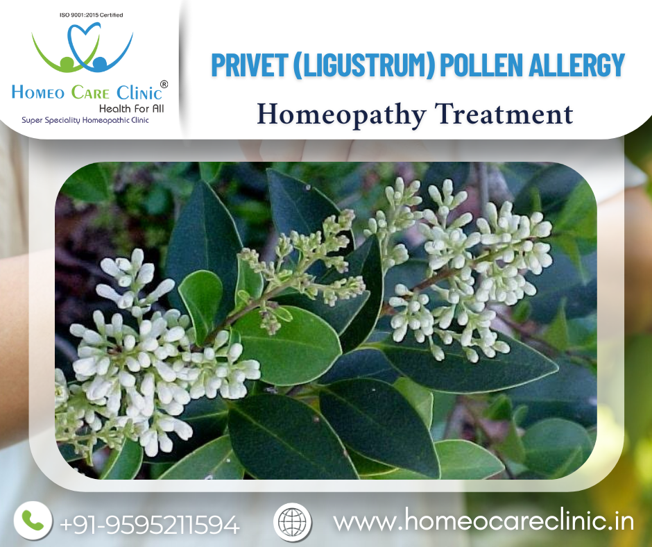 Privet Pollen Allergy