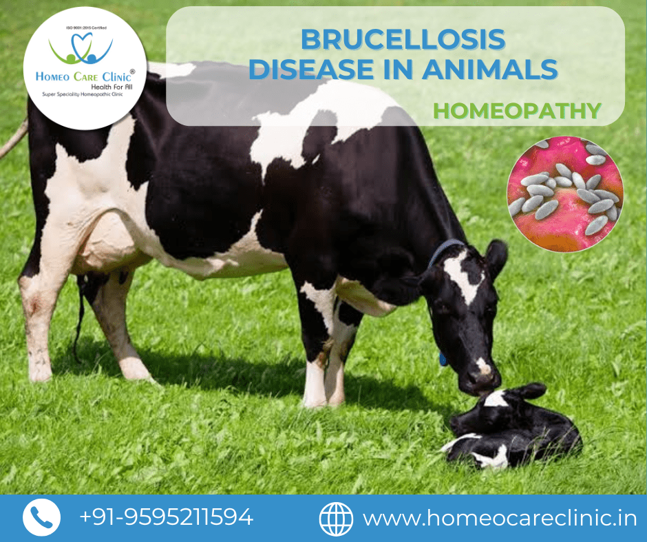Holistic homeopathy for brucellosis in farm animals