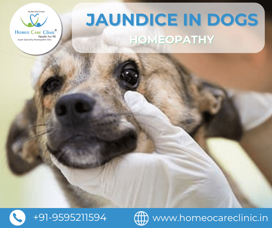 jaundice in dogs treatment