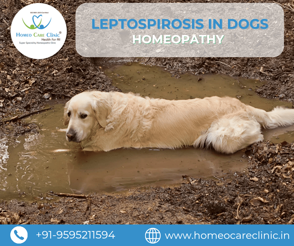 Leptospirosis in Dogs