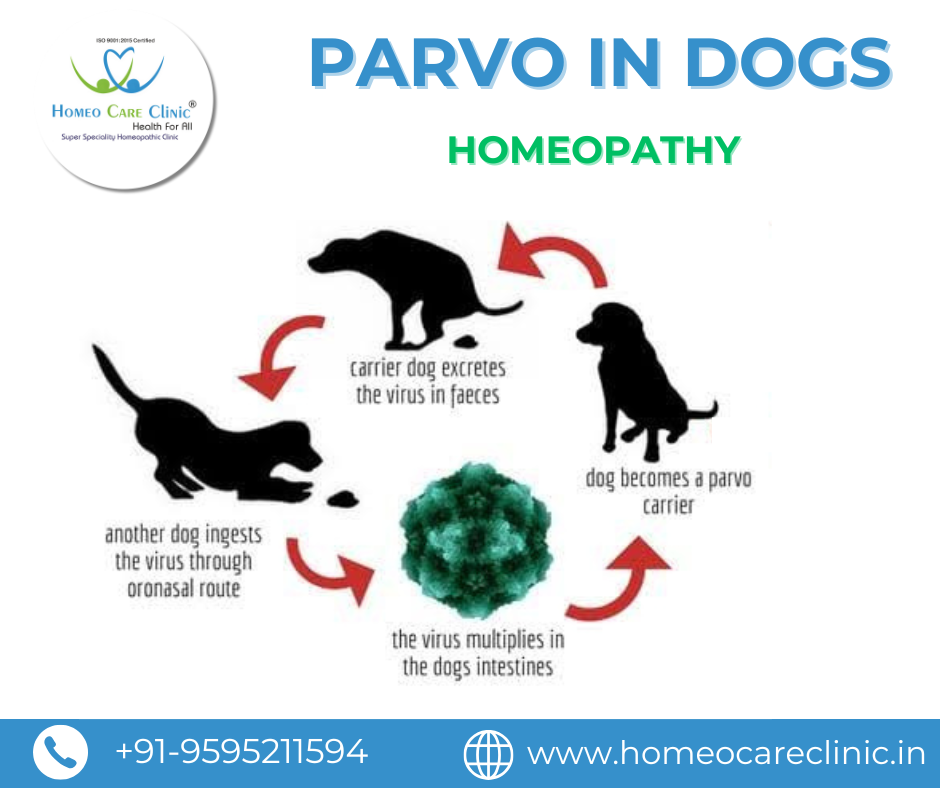 Canine parvovirus symptoms